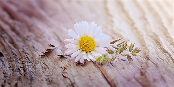 女生节祝福语 给女生的简短祝福