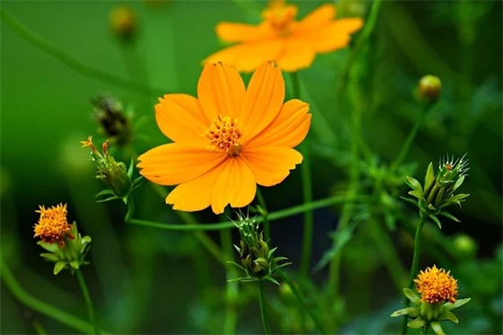 学生励志的微信昵称(78个)