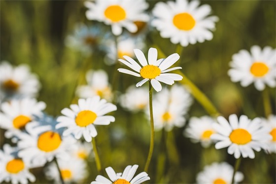 9岁生日祝福语30句