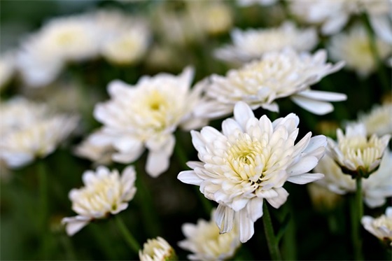 西方情人节祝福语句子 情人节的祝福语