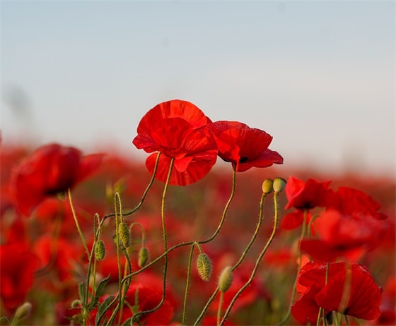 2026给老师春节祝福语 鼠年老师春节祝福语