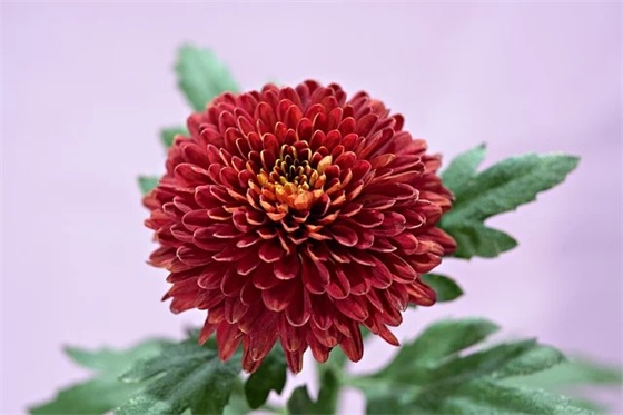 一句简短的结婚祝福语44句