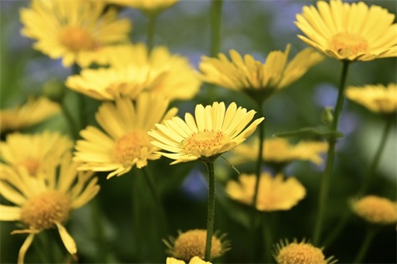 满月酒庆典祝福语 满月酒微信红包祝福语