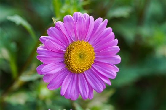 教师节写给老师的祝福语