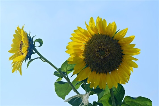 大哥过生日祝福语大全