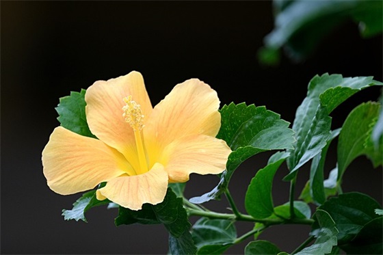 父母生日祝福语简短