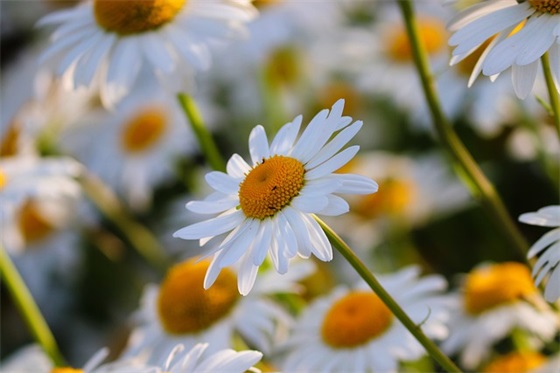 同学聚会祝福语简短 同学聚会的简短感言