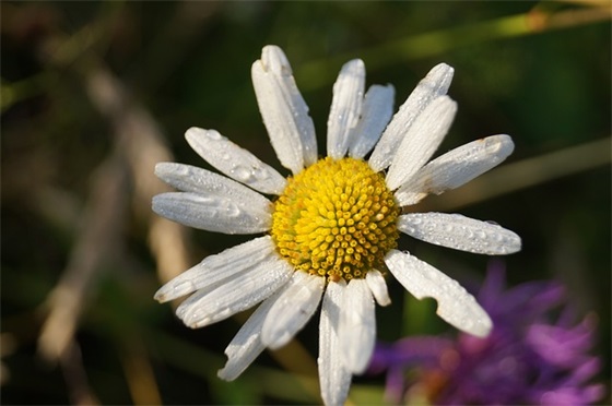 生日祝福语 女性 祝福母亲生日简短大气