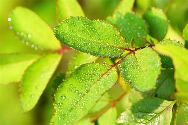 徒弟给师傅生日祝福语简短