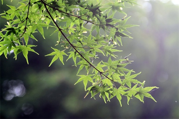 新婚快乐祝福语简洁明了唯美意境