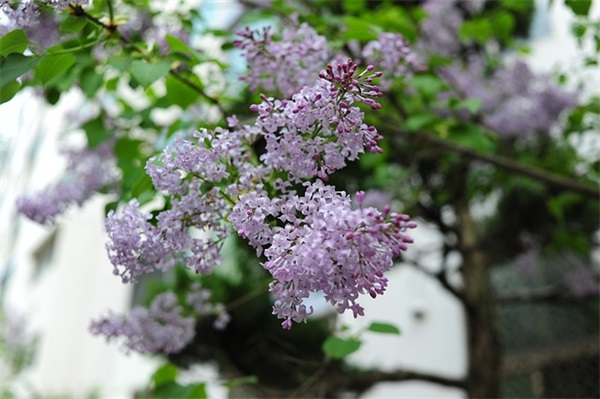 祝福语万事 祝万事如意的祝福语