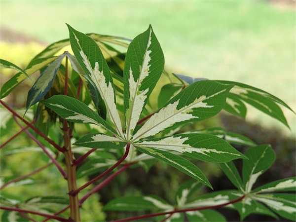 关于感觉自己快撑不住的句子 撑不住了快崩溃的句子