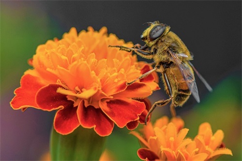 端午节安康的祝福语句35句