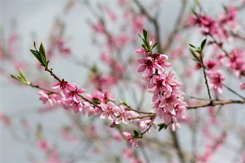 手术鼓励的祝福语 送给做手术病人祝福语最新 手术鼓励的祝福语 送给做手术病人祝福语最新