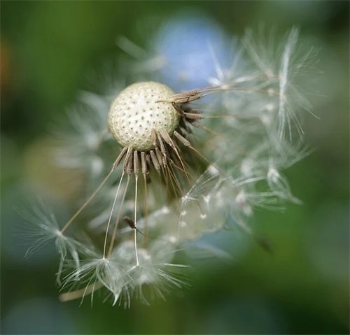 大暑节气问候祝福语 大暑节气问候祝福语