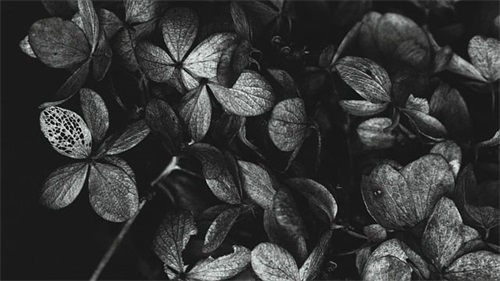 感恩节朋友圈祝福语简短