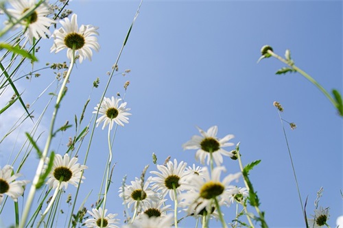 对新人祝福语大全43句 对新人祝福语大全43句