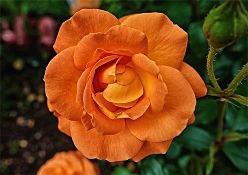 暗示我喜欢你的句子