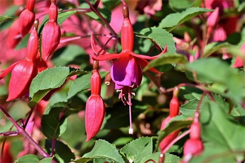 老公不听话的心情短语 被老公伤透了心的句子