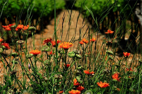 新年家庭微信祝福语大全2026