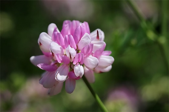 精选的祝福姐妹的句子大全 祝福姐妹的句子