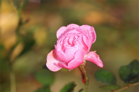 祝福老师的古风句子 给老师的古风句子