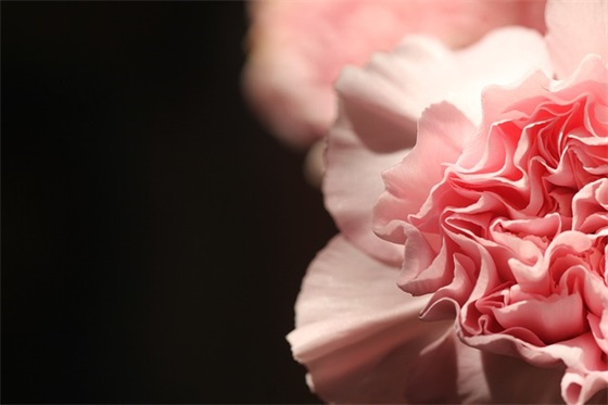 精选的描写昆虫的句子大全(描写昆虫的句子20字)