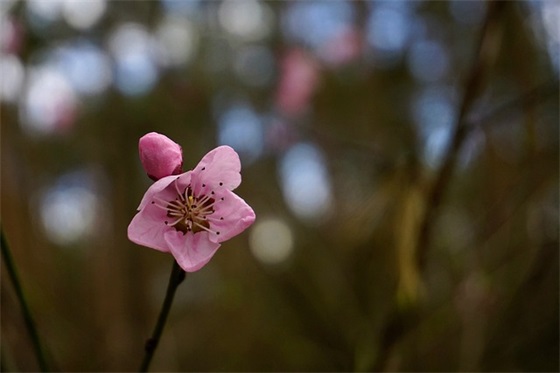 抒发内心情感的句子 用花抒发内心情感的句子