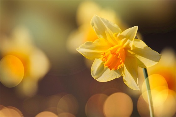 赞美农村家乡美景的句子 赞美农村风景的句子