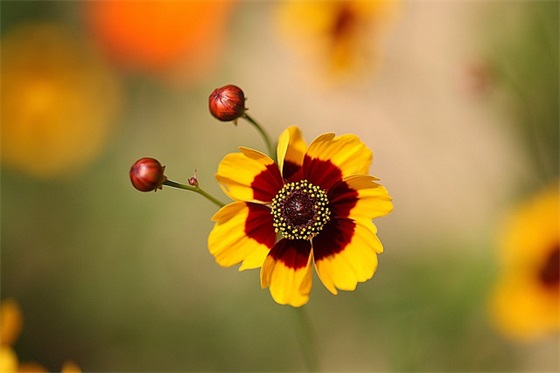 人只要有梦想的励志句子