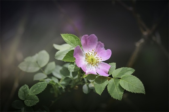 描写谷雨的民间谚语和优美句子