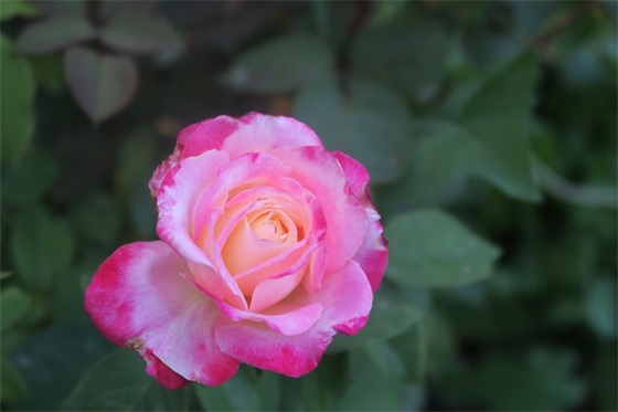 精选的诙谐幽默的句子大全(100句诙谐幽默的句子)