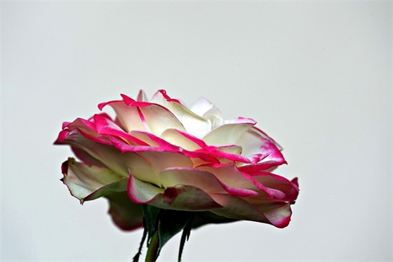 爱心造句子二年级 爱心造句子二年级10字