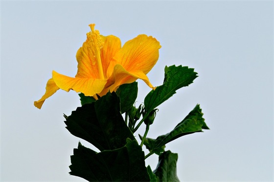 生日妈妈的苦难日句子