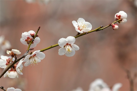 古诗词抒情句子81句