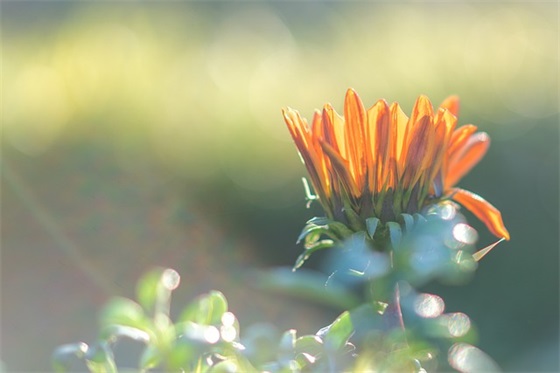 适合怀孕发的简短句子 孕吐到怀疑人生的句子