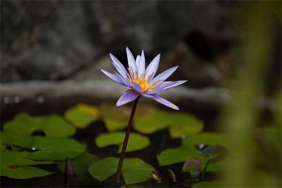 'Microsoft 赞美女人漂亮的句子