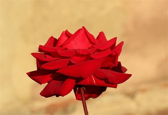 感谢朋友的付出的句子