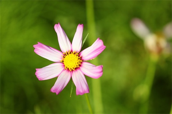 伤感治愈励志日文句子 励志日语句子