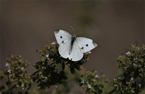 温暖表白简短句子