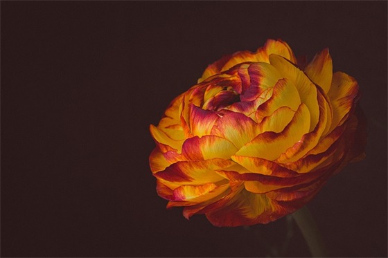 2026生日祝福语女性(2026生日文艺个人祝福语大全)