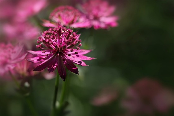 马年拜年四字祝福语55句