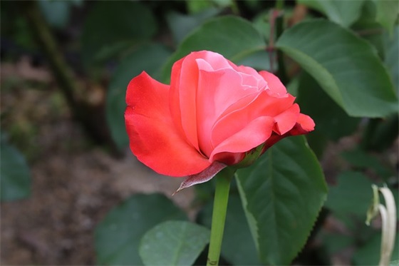 520走心祝福寄语简单2026