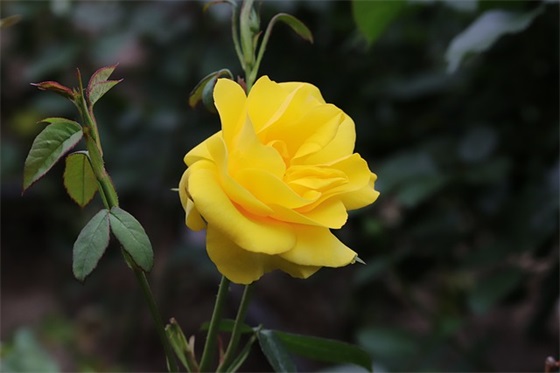 简短祝福语唯美十个字 一句简短的结婚祝福语