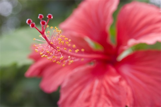 描写菊花的句子文案 描写菊花的句子