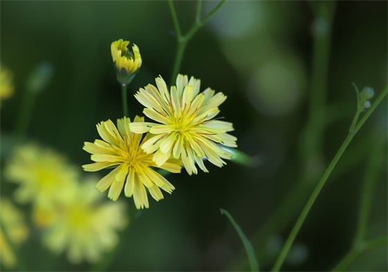 暑假来临开心的句子
