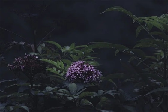 没有人理解我句子 没有理解句子