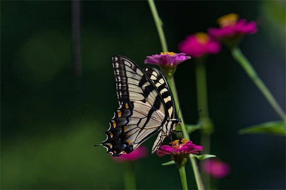 激励中考学生的句子