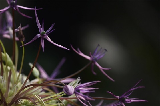 描写夜晚天空的优美句子