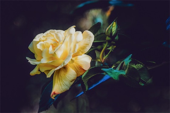 人生最低谷绝望的句子 人生绝望最伤感的句子